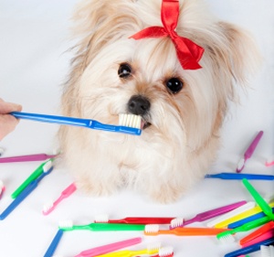 How To Brush Your Dog's Teeth - The Dogington Post