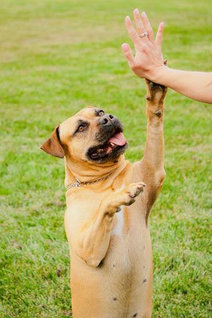 Teach your Dog to High Five! | The Dogington Post