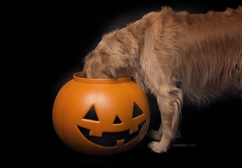 Image result for dogs eating pumpkin