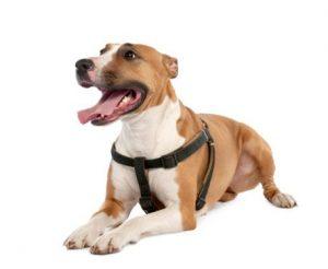 Mixed-Breed Dog between a bull terrier and a boxer (3 years old)