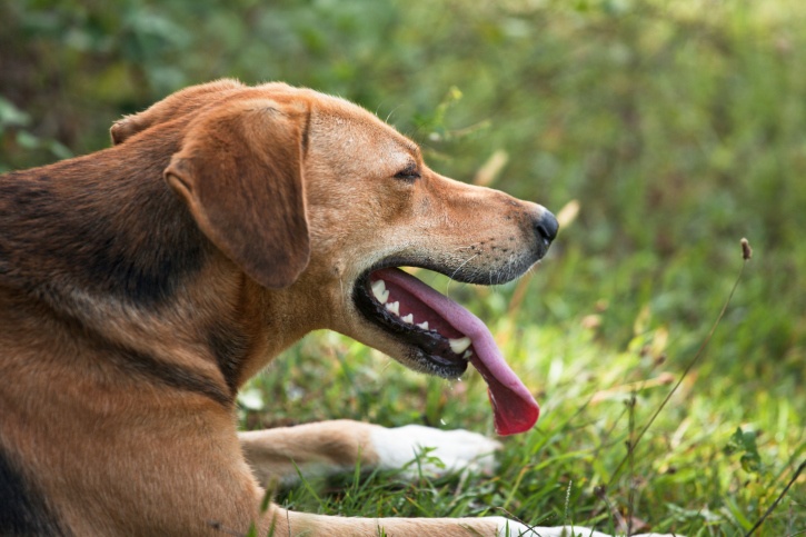 How to Treat (and Possibly Save!) An Overheated Dog – The Dogington ...