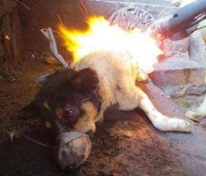 A dog, most likely a stolen family pet, is burned alive for his meat.  Image via Ricky Gervais/Facebook.