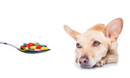 Can dogs take cough medicine?