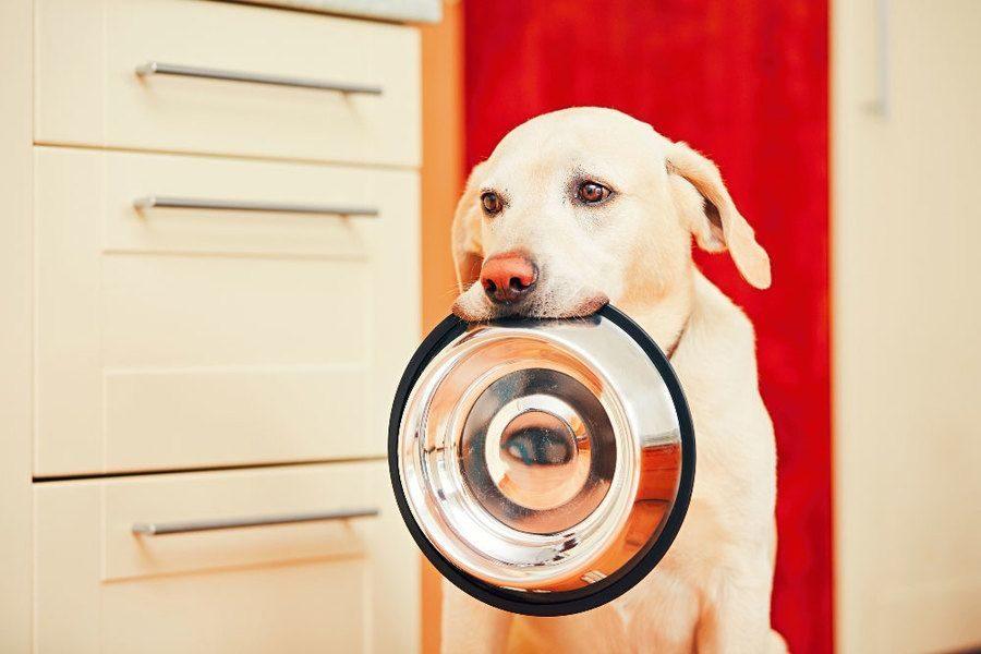 Dog Food For Kidney Disease: 3 Vital Facts You Need To Know Now - The