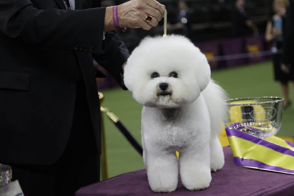 Westminster Kennel Club Dog Show 7pm at MSG