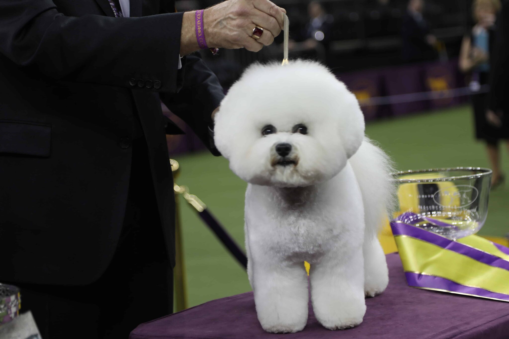 Westminster Dog Show: Curiosities, Tricks, and Secrets from Backstage - The Dogington Post5602 x 3734