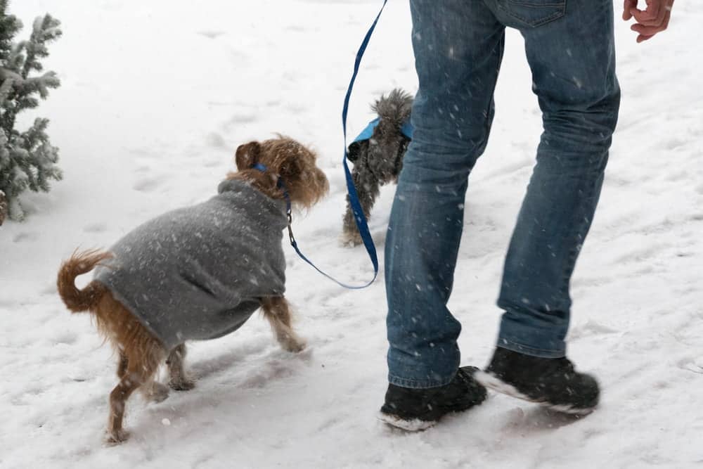 When Is It Too Cold to Walk the Dog? Use This Handy Guide for Reference