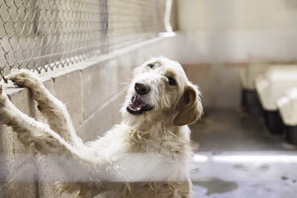 how to start your own animal rescue shelter