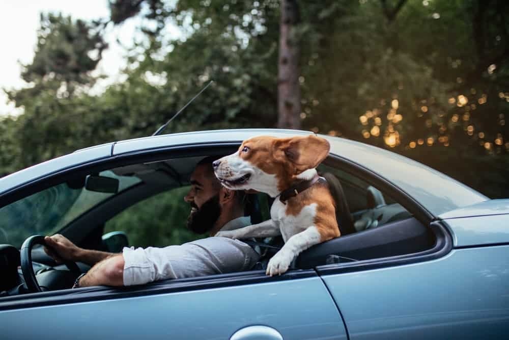 Outfitting Your Vehicle for a Road Trip with Your Dog The Dogington Post