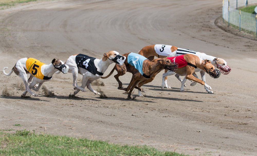 Greyhound Racing Countries