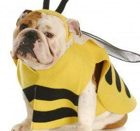 Dog Bee Costume