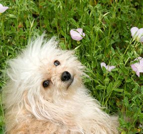 Dog In Flowers