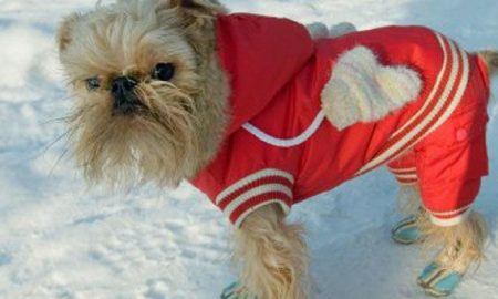 Dog In Red Coat