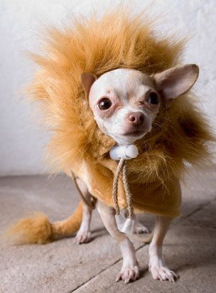 Dog Lion Chihuahua