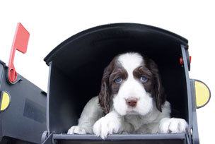 Dog Mailbox Pup