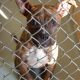 Bigstock Animal Shelter Dog 13073213
