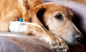 Bigstock Dog Lying On Bed With Cannula 7717146