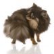 Bigstock Pomeranian Chasing Tail 68699691