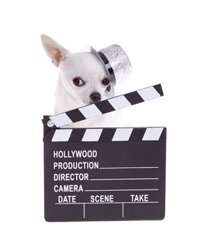 Bigstock Puppy With Hollywood Clapboard 19947833