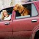 Auto Safety: Safe Restraints For Dogs Riding In Cars