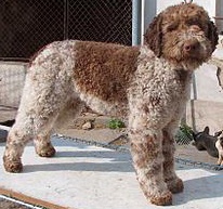 220px-Lagotto_Romagnolo