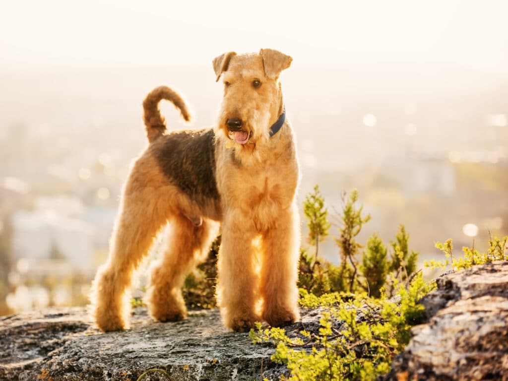 Airedale Terrier Outdoors