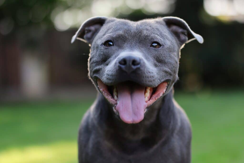Close-Up Portrait Of Smiling English Staffordshire Bull Terrier In The Garden