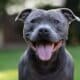 Close-Up Portrait Of Smiling English Staffordshire Bull Terrier In The Garden