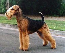 Fileairedale Terrier