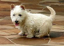 Filescottish Terrier White Puppy