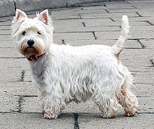 Filewest Highland White Terrier Krakow