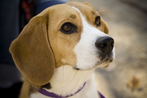 Beagle2