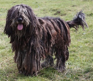 bergamasco