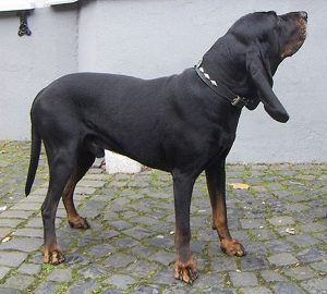 Blackandtancoonhound