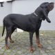Blackandtancoonhound