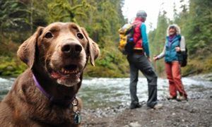 Bring Your Dog On An Outdoor Adventure!