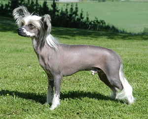 chinese crested