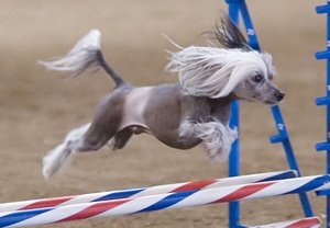 Chinese Crested2