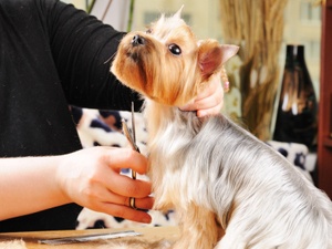 What To Look For In A Dog Groomer