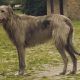 Irishwolfhound1