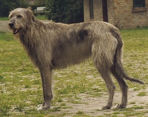 Irishwolfhound1