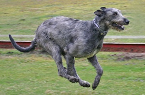 Irishwolfhound2