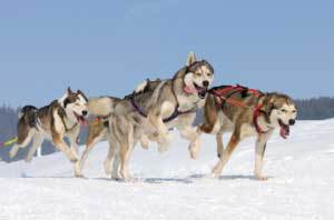Alaskan Malamute Sled Dogs