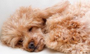 Sleeping Poodle1