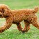 Toy Poodle1Wb