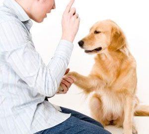 Teach Your Dog To Shake