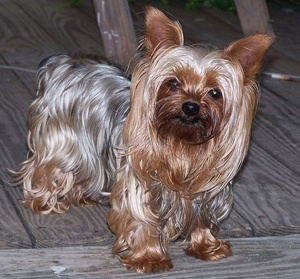 Meet Lucy The World s Smallest Working Dog The Dogington Post meet-lucy-the-world-s-smallest-working-dog-the-dogington-post