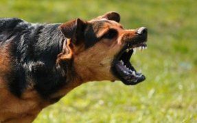 Tips On Dog Aggression