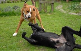 Dog Pack is the Cause of 25-yr Old Murder Case