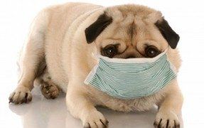 Can Your Dog Help Cure Cancer?